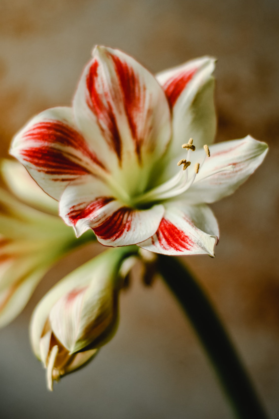 Les secrets de la réussite de l'Amaryllis : Plantation, soins et floraison