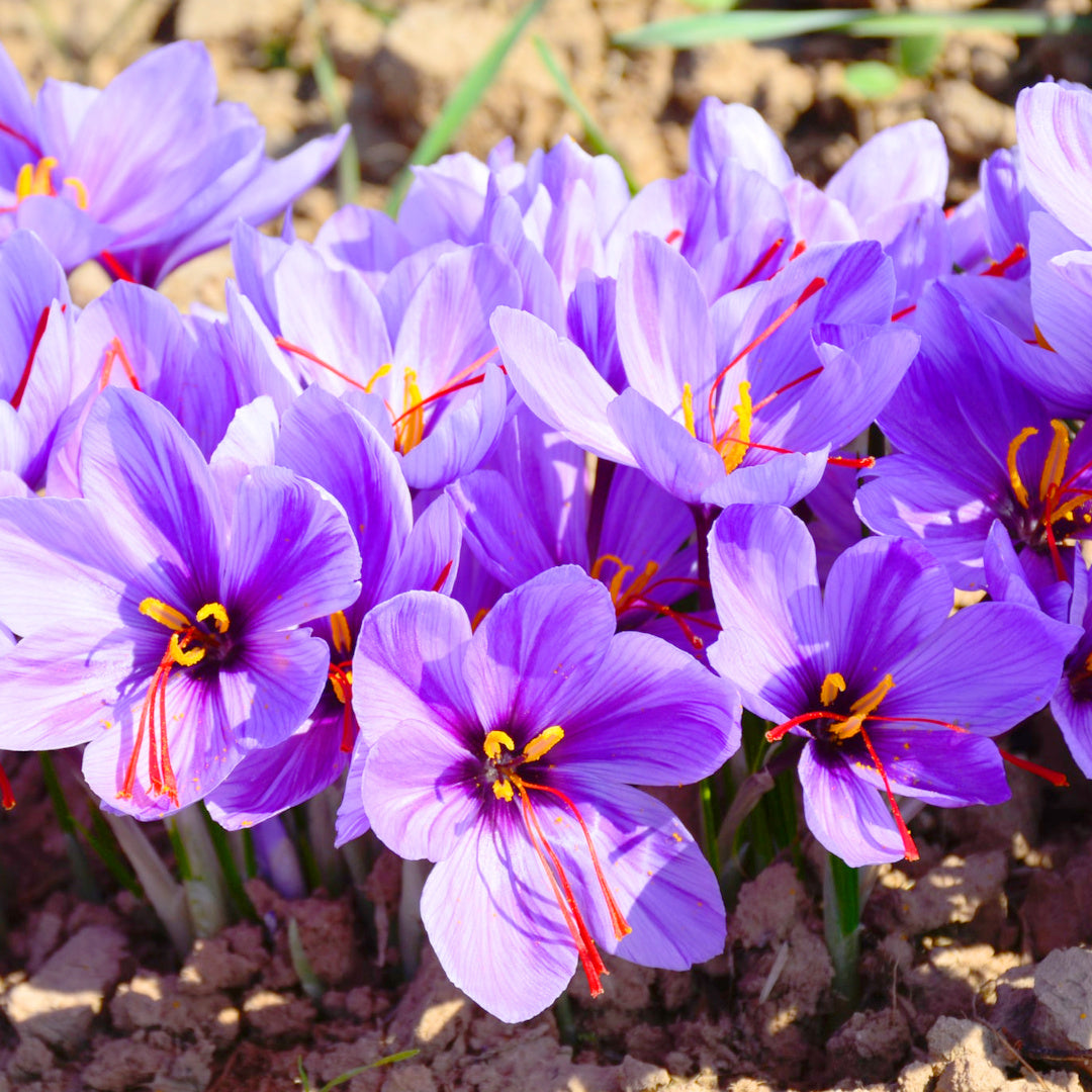 Crocus [aut] sativus, Crocus à Safran (automne)