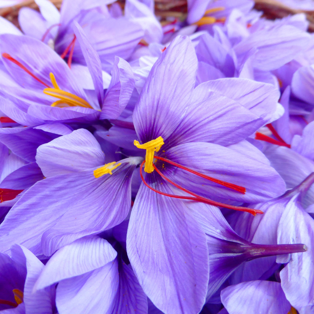 Crocus [aut] sativus, Crocus à Safran (automne)