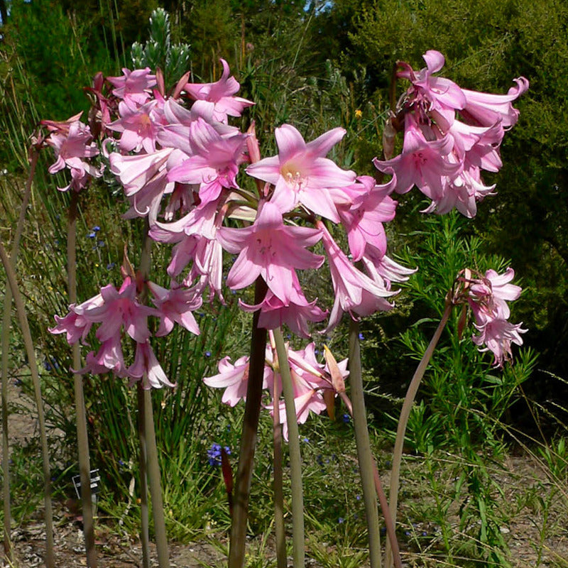 Amaryllis belladonna Rose