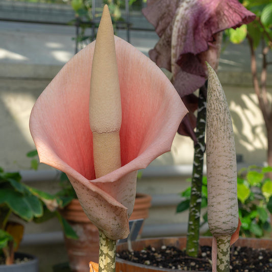 Amorphophallus bulbifer