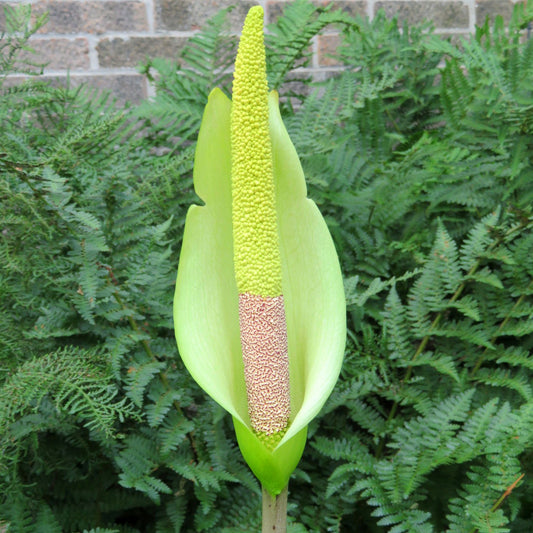 Amorphophallus napalensis