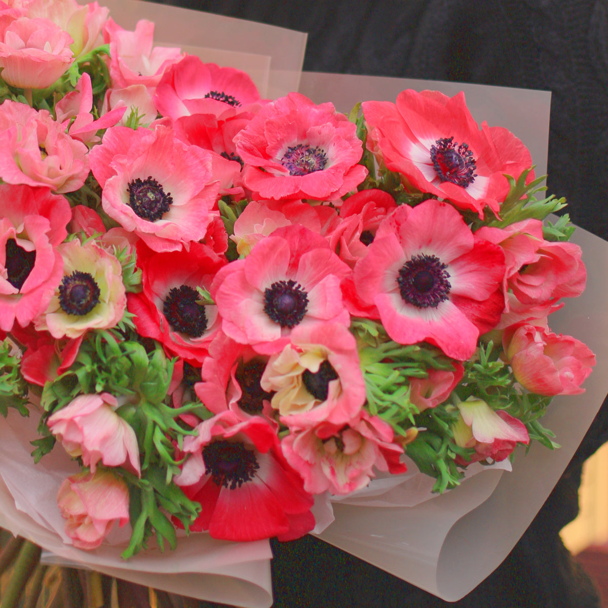 Anemone Rainbow Barbie, Anémone Rainbow