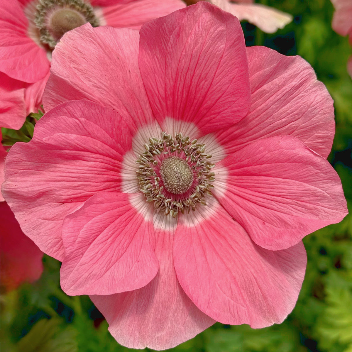 Anemone Rainbow Barbie, Anémone Rainbow