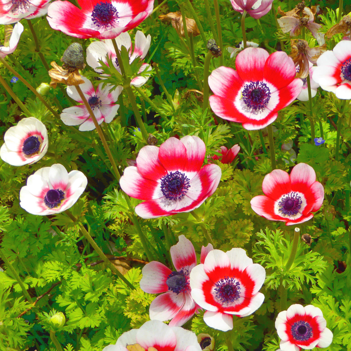 Anemone de fleuriste - coronaria Duet Bicolor blanc rouge