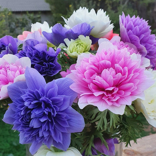 Anemone Fullstar Doubles mélange