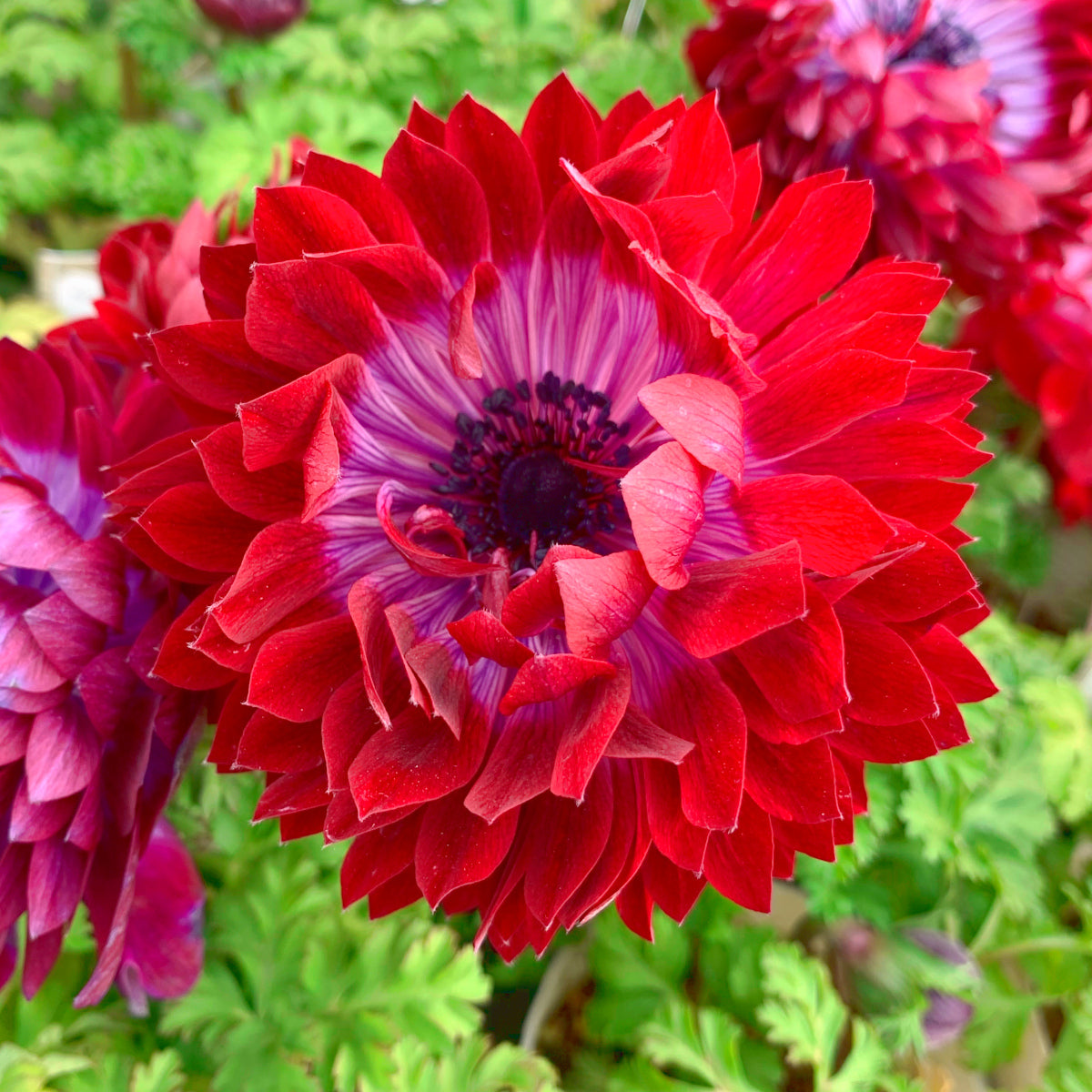 Anemone de fleuriste - coronaria Governor double rouge