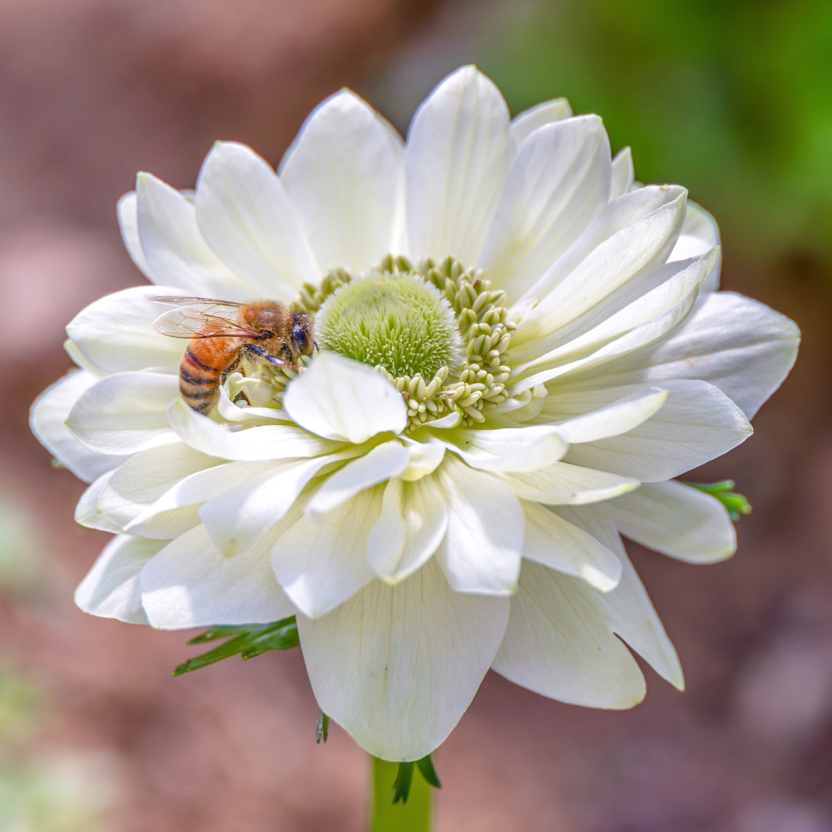 Anemone de fleuriste - coronaria Mount Everest double blanc