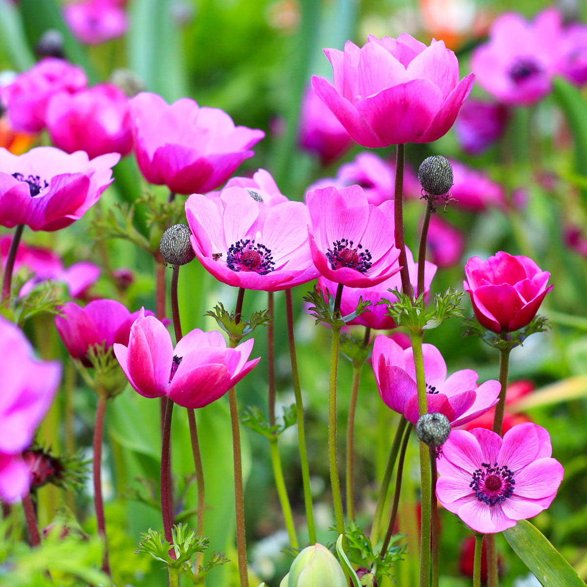 Anemone de fleuriste - coronaria Sylphide rose