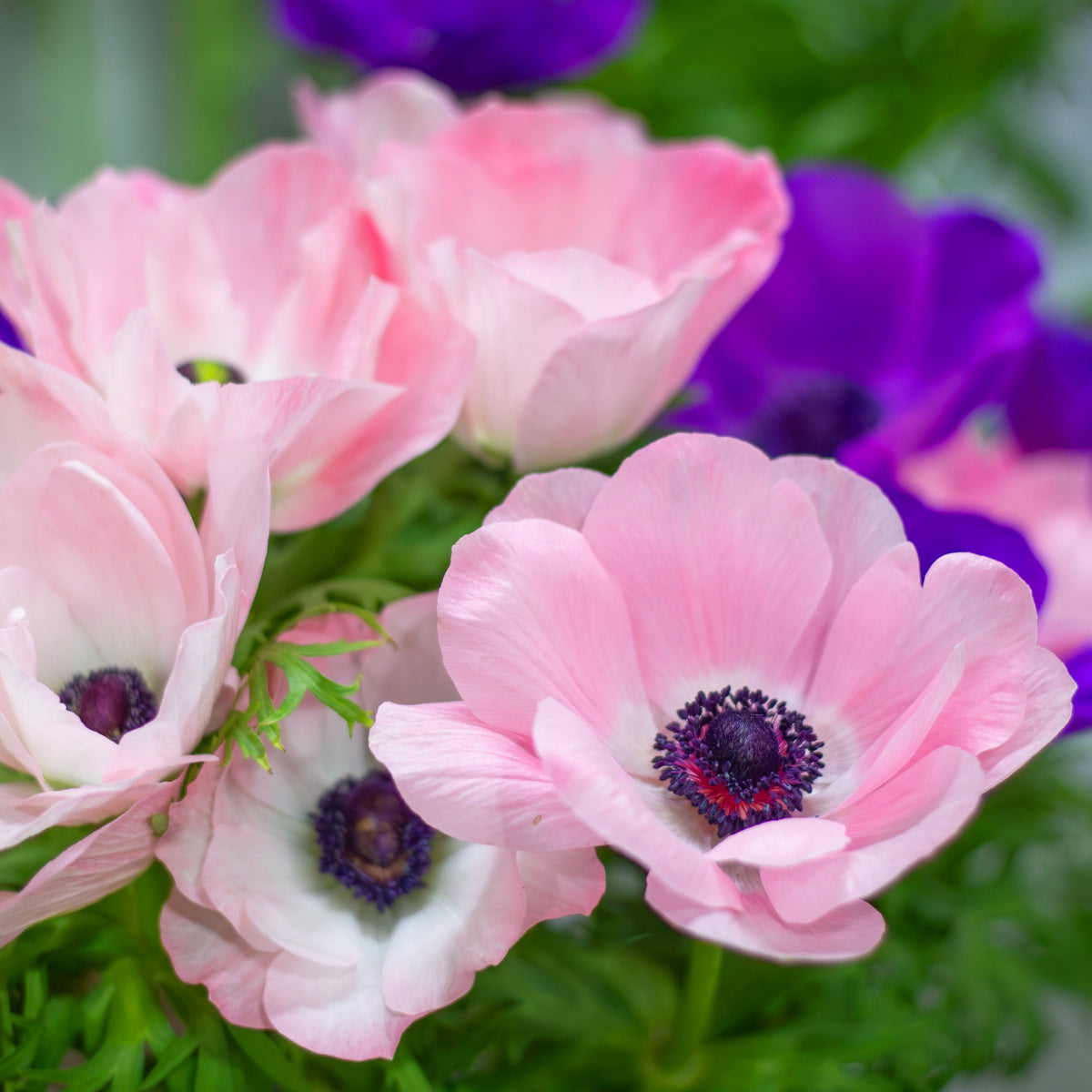 Anemone Galilee Rosa Chiaro, Anémone Mistral