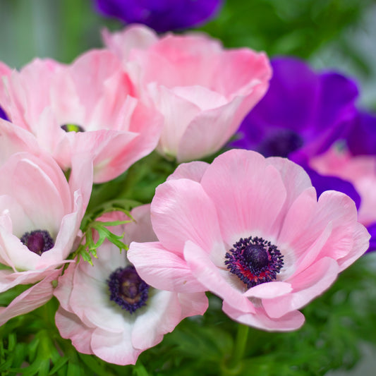 Anemone Galilee Rosa Chiaro, Anémone Mistral