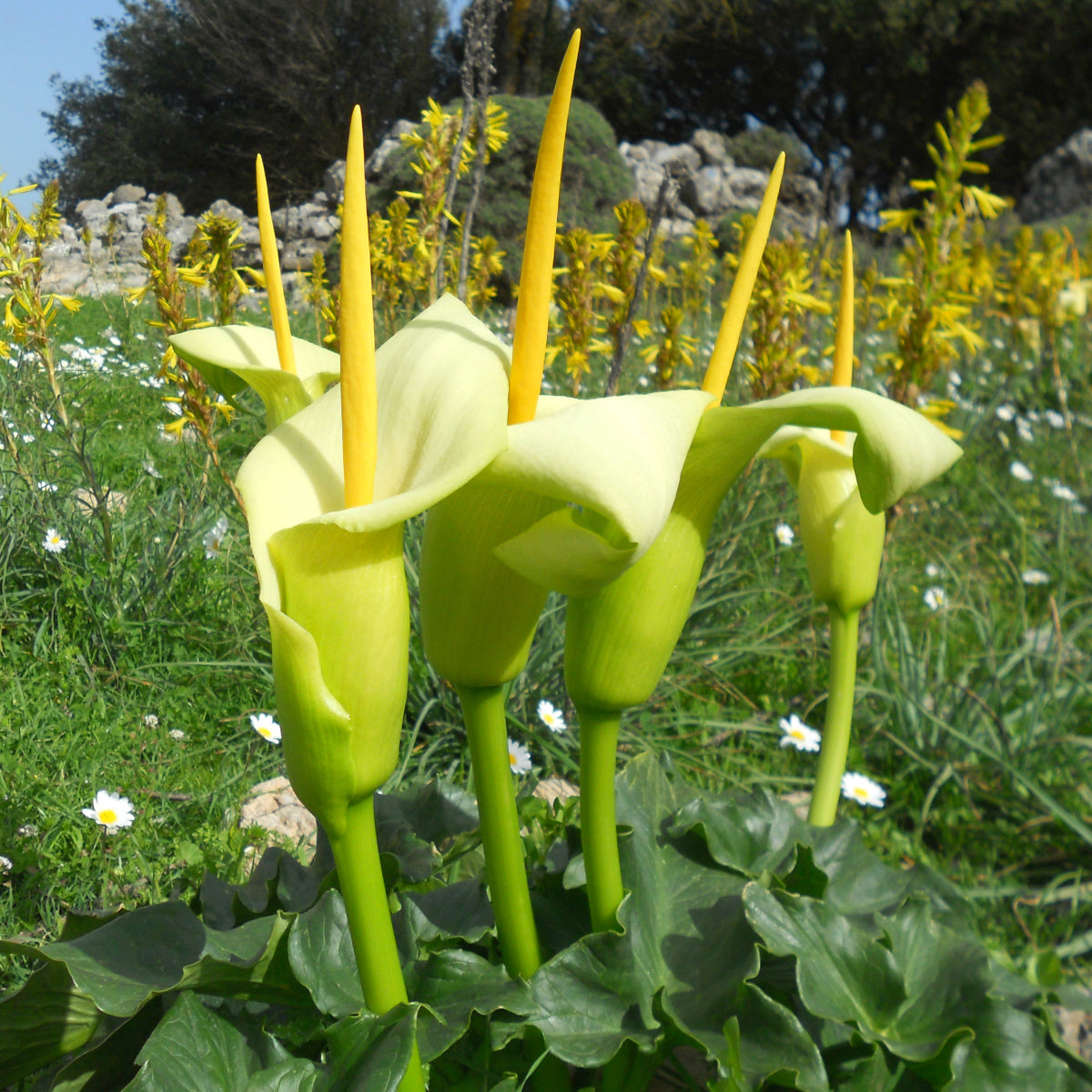 Arum creticum - Arum de Crète