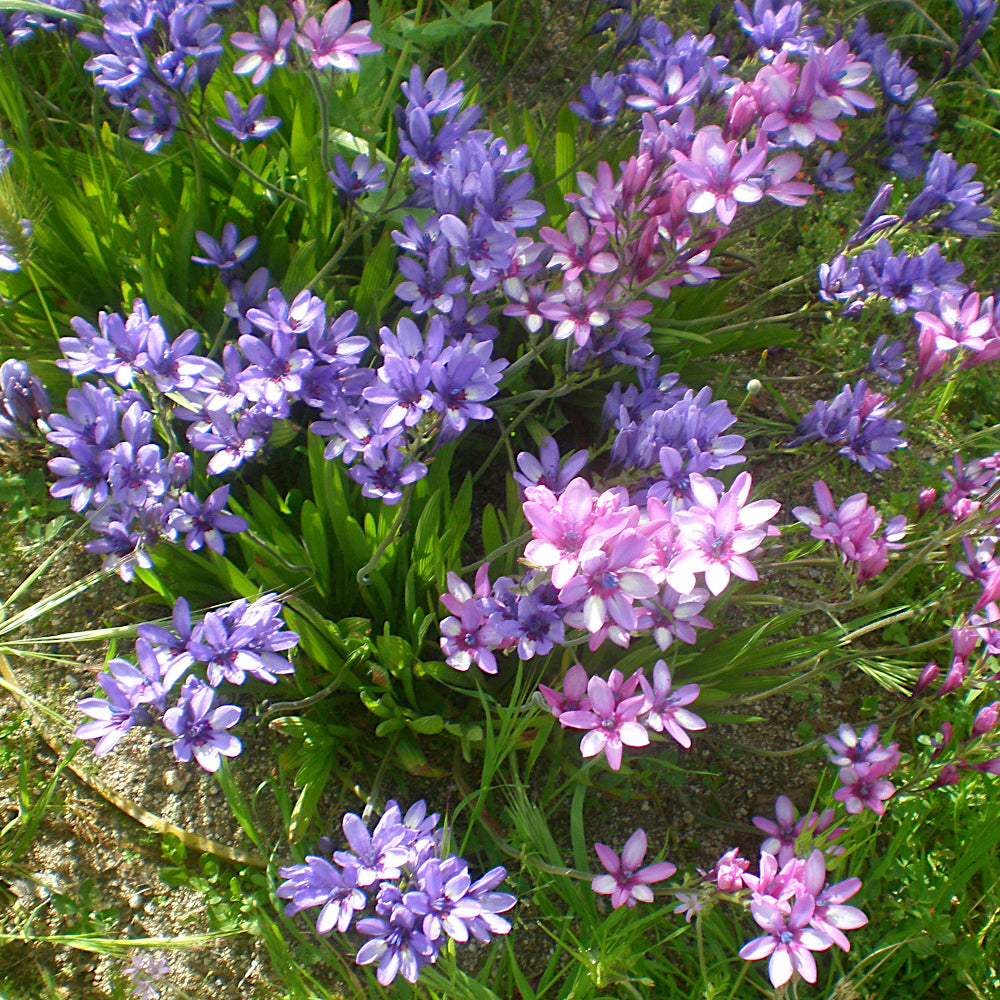 Babiana stricta