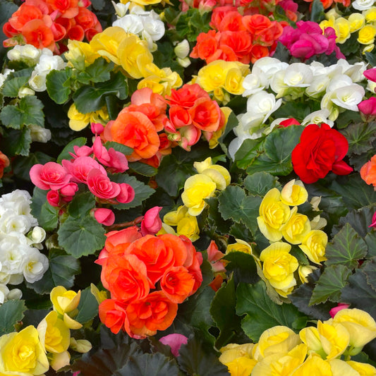 Begonia grandiflora - melange