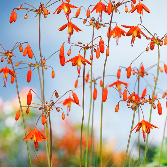 Bessera elegans - Corail du mexique