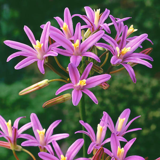 Brodiaea californica