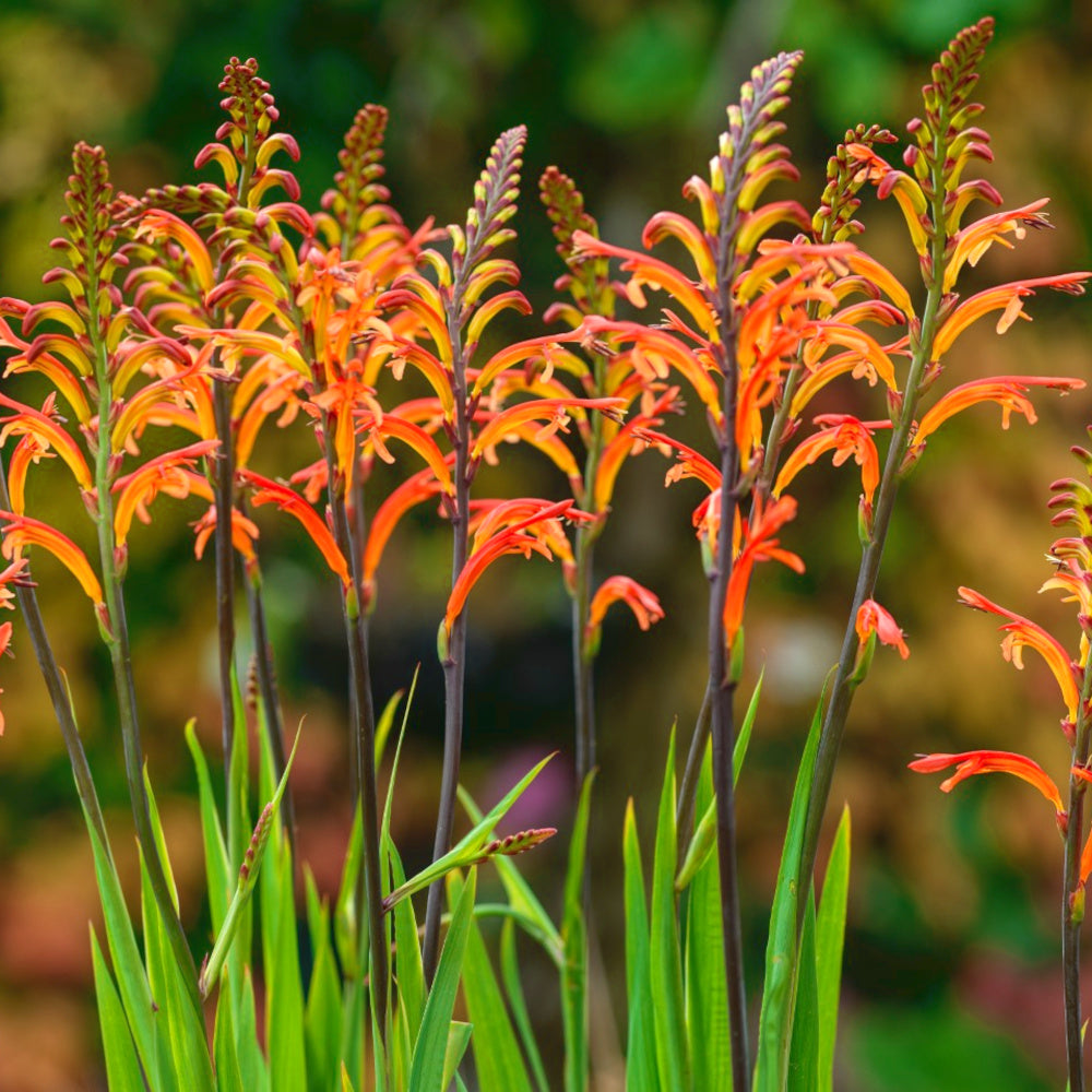 Chasmanthe floribunda bicolor - Drapeau de l'Afrique