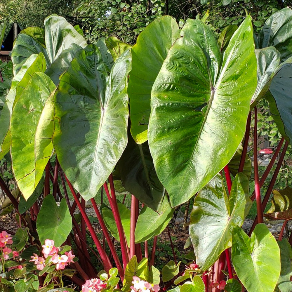 Colocasia esculenta Hawaian Punch