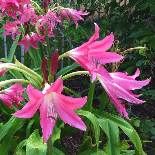 Crinum Ellen Bousanquet