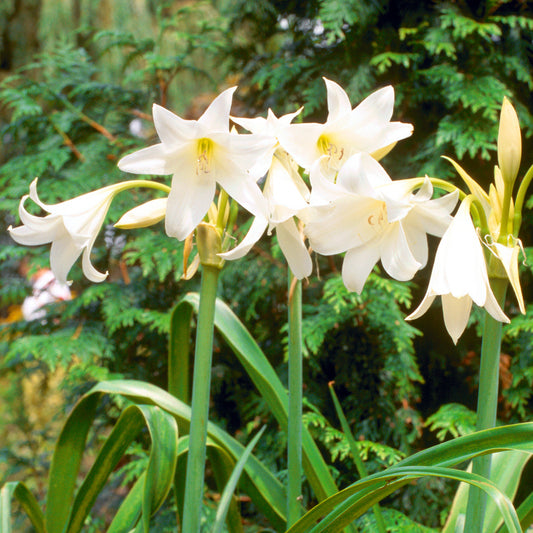 Crinum powellii Album