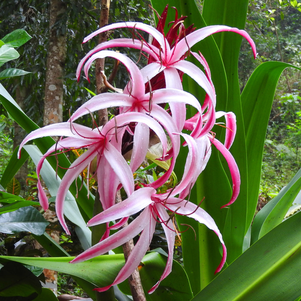 Crinum Cintho Alfa - C. procerum splendens