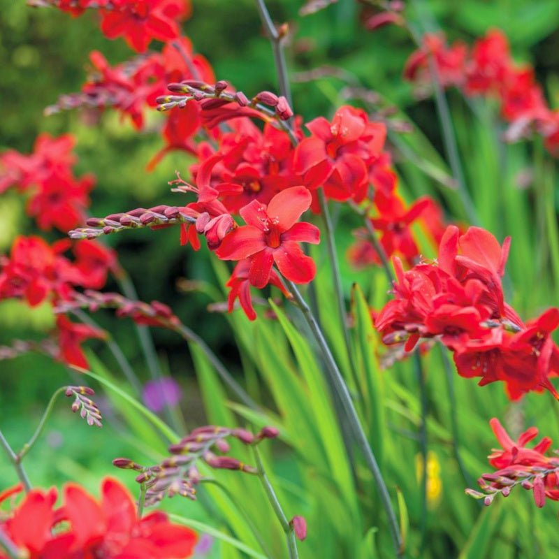 Montbretia - Crocosmia Hellfire - velours