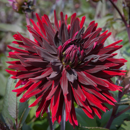 Dahlia Black Jack