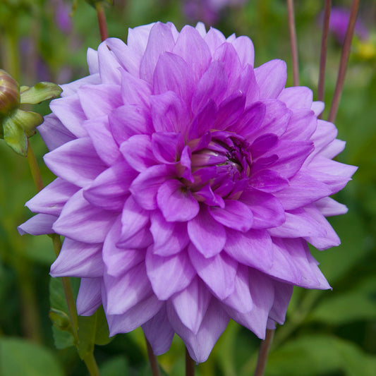 Dahlia Blue Boy