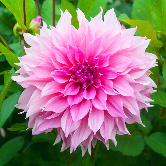 Dahlia Cafe au Lait Rose