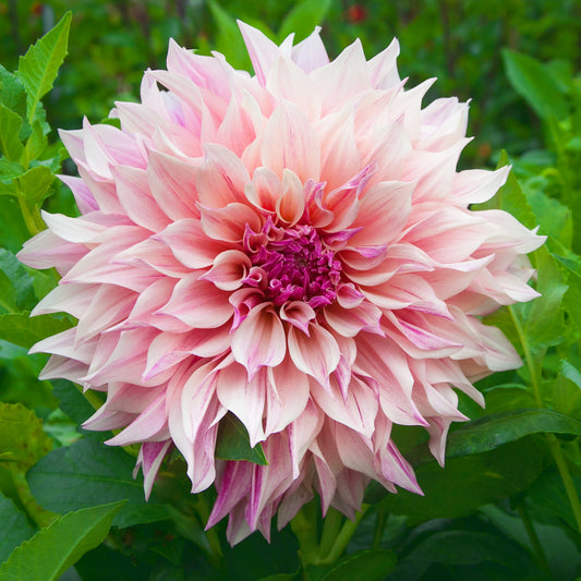 Dahlia Cafe au Lait Royal