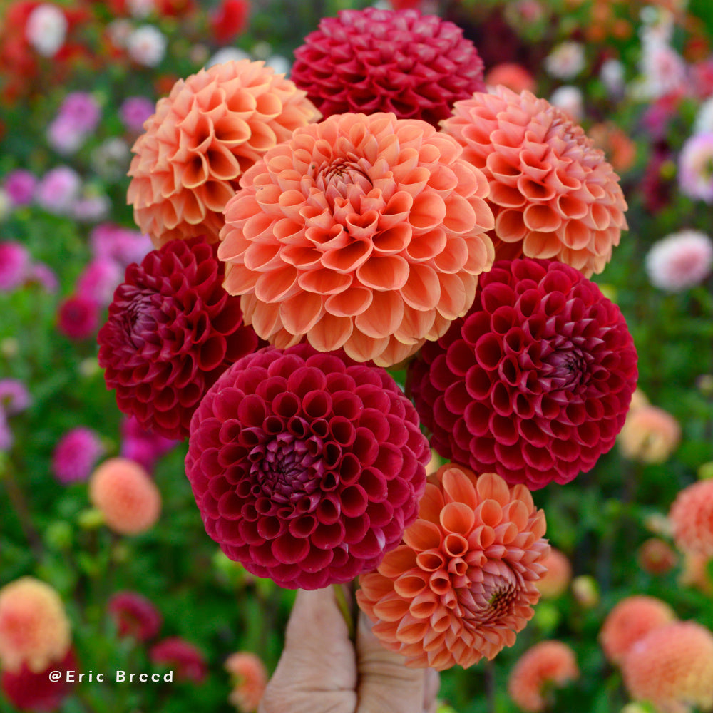 Dahlia Copperboy