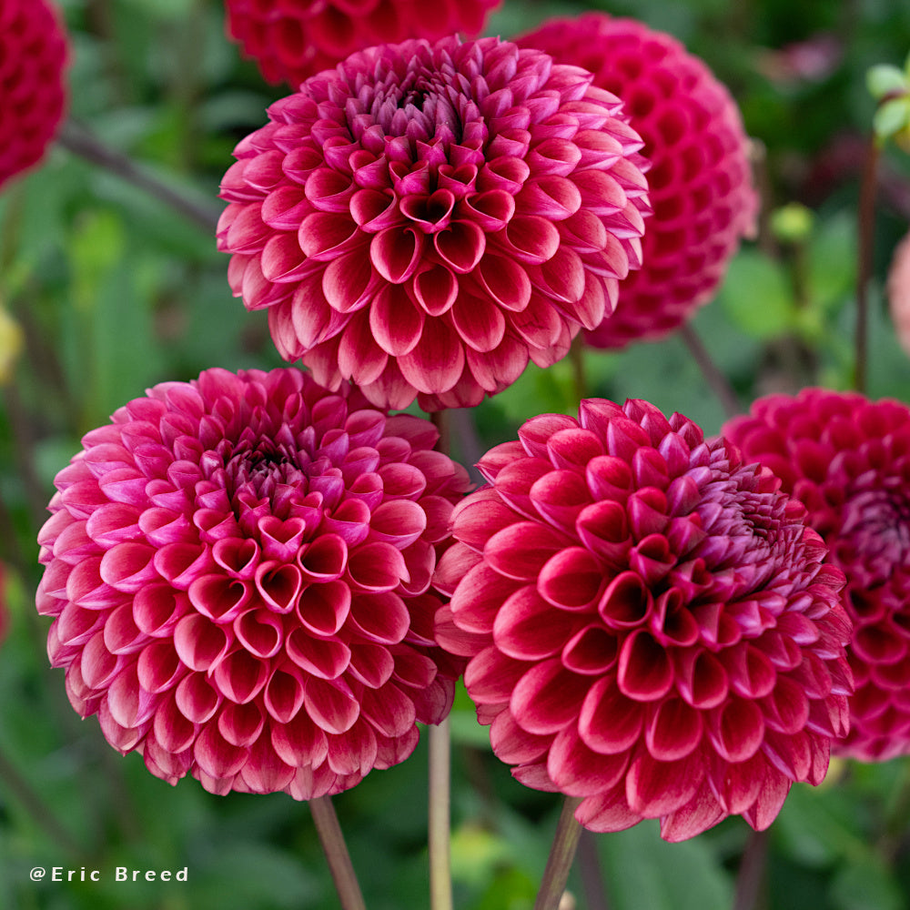 Dahlia Copperboy