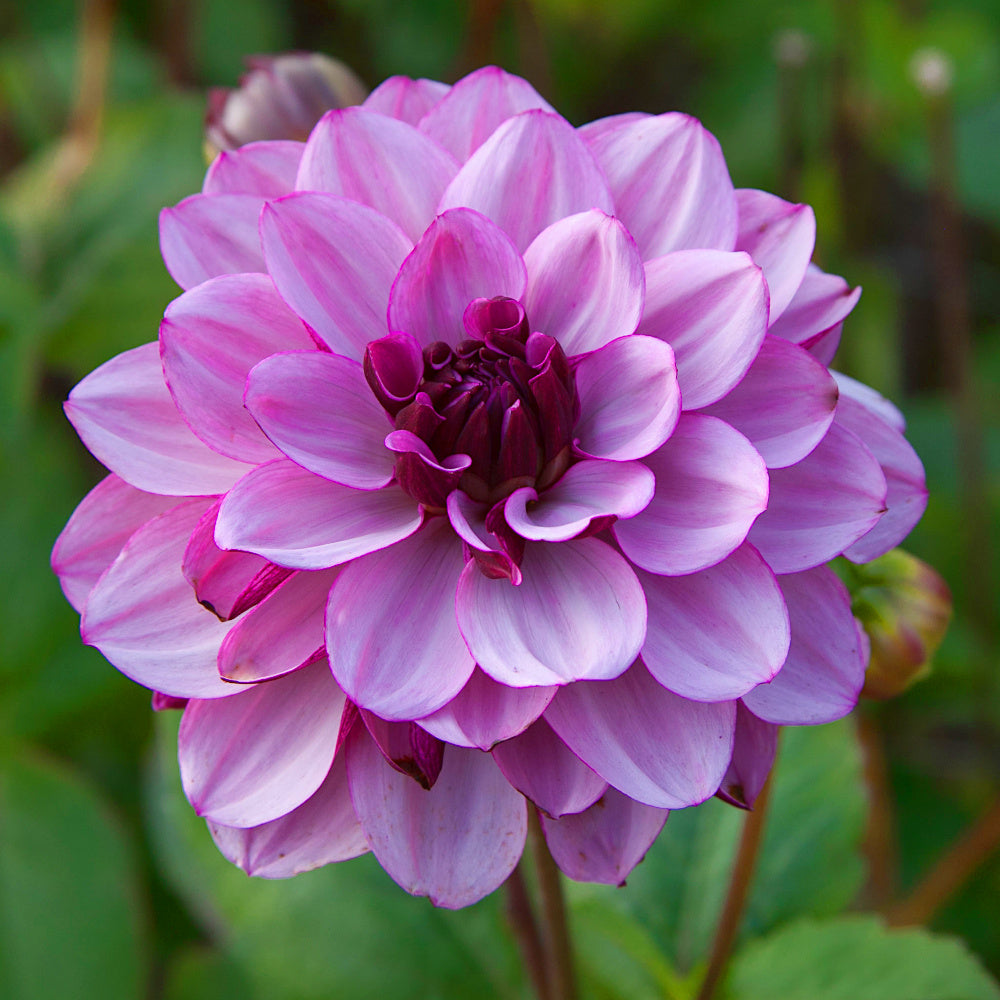 Dahlia Creme de Cassis