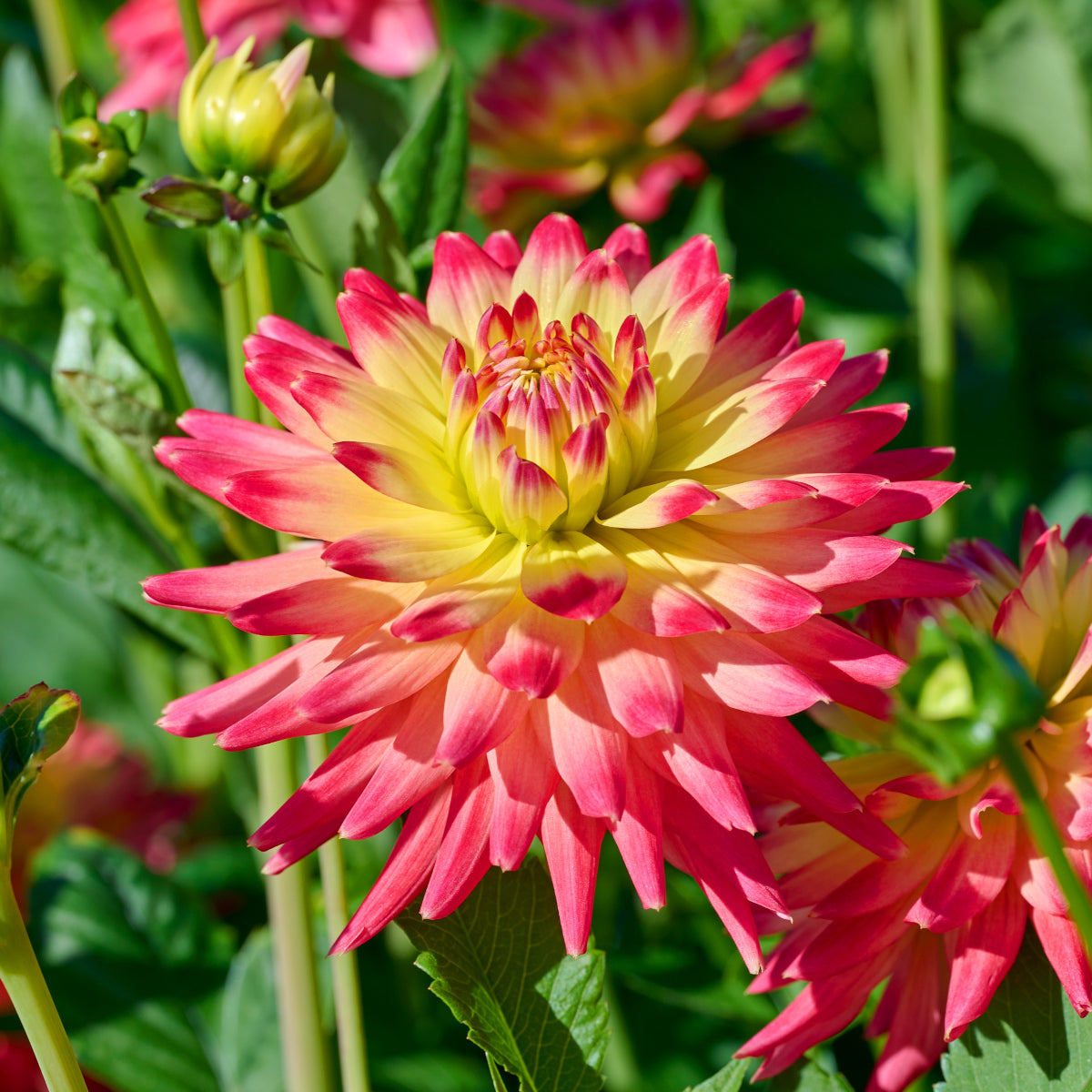 Dahlia Felida Solar Flare