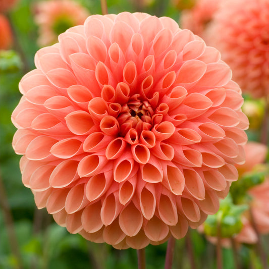 Dahlia Jowey Linda