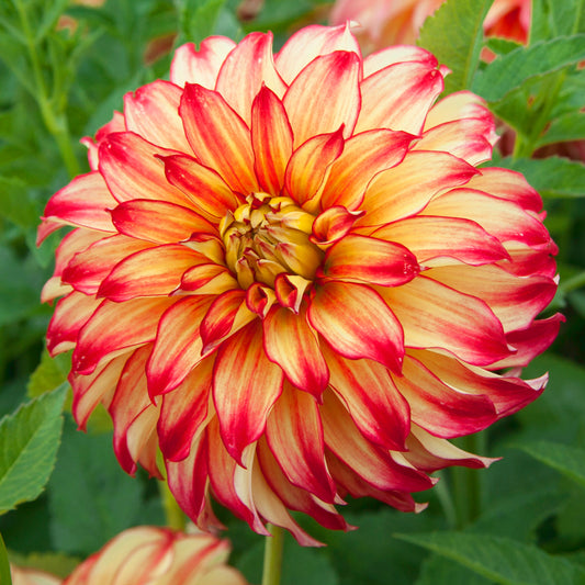 Dahlia Lady Darlene