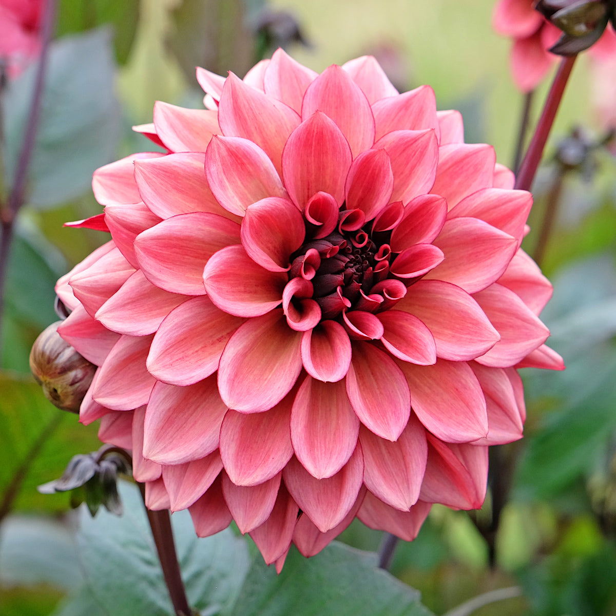 Dahlia Night Silence