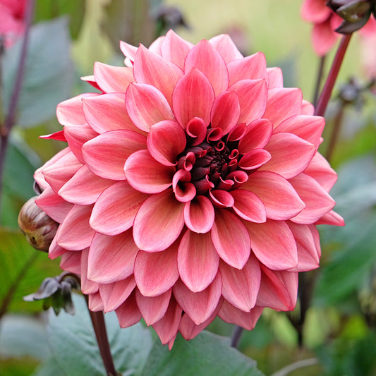 Dahlia Night Silence