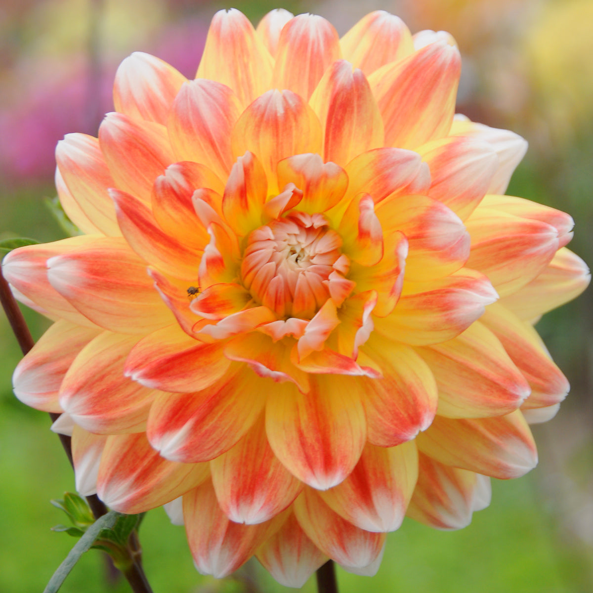 Dahlia Peaches and Cream