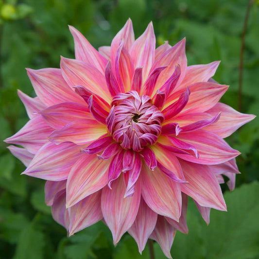 Dahlia Penhill Dark Monarch