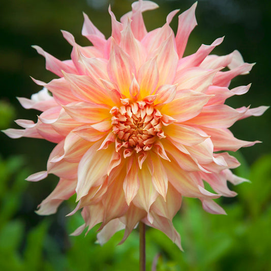 Dahlia Penhill Watermelon