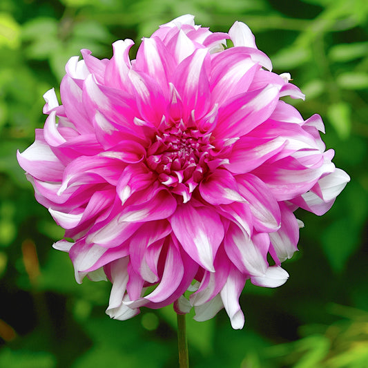 Dahlia Radegast