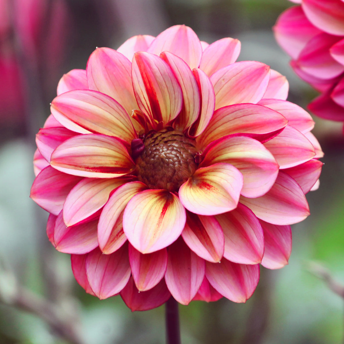 Dahlia Seniors Hope