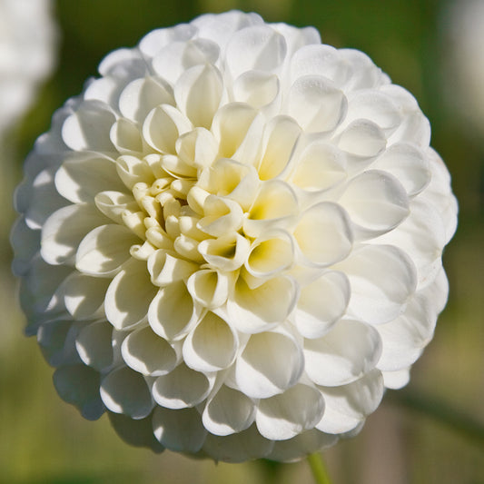 Dahlia Snowflake