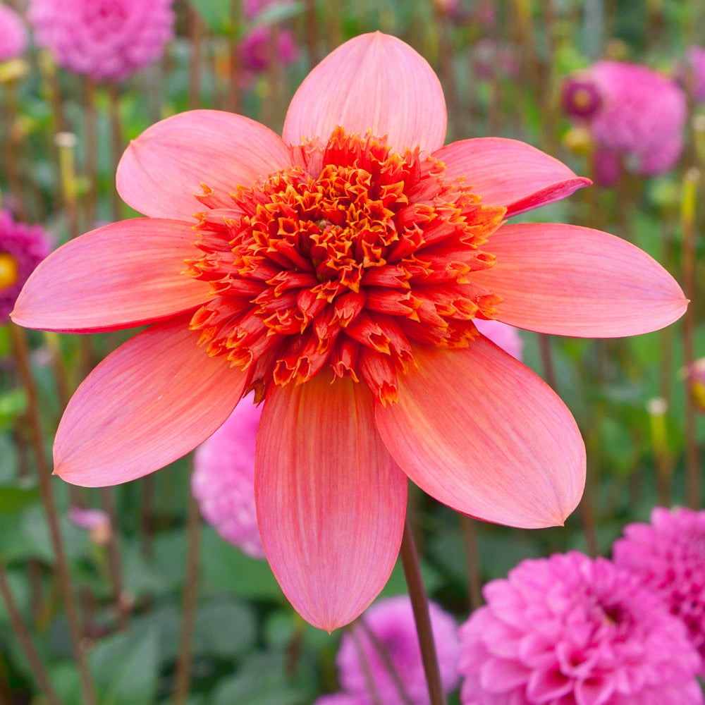 Dahlia Totally Tangerine