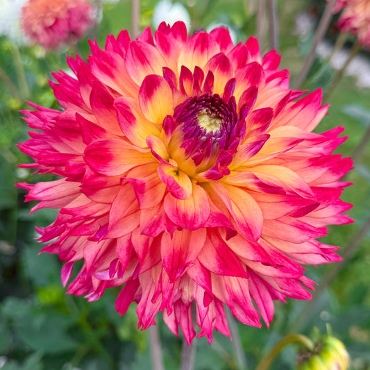 Dahlia Aiyana
