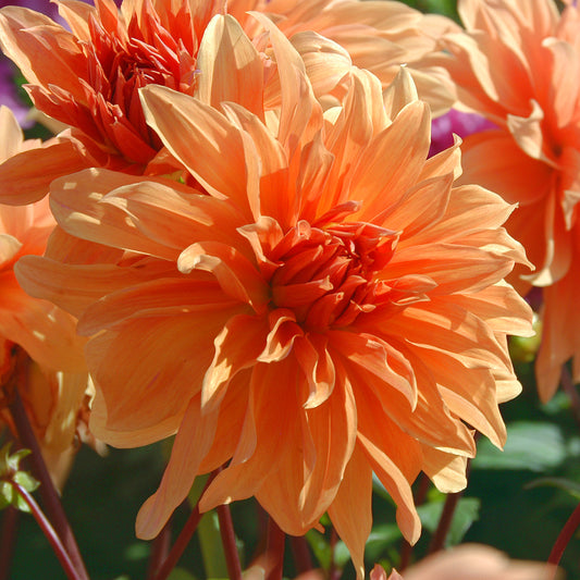 Dahlia Babylon Bronze
