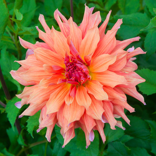 Dahlia Belle Of Barmera