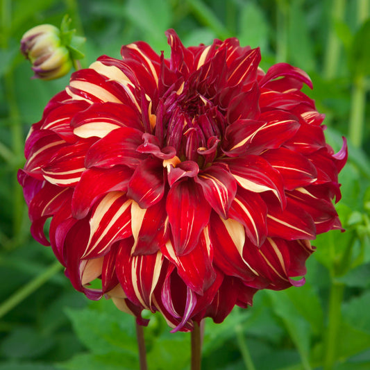Dahlia Bohemian Spartacus