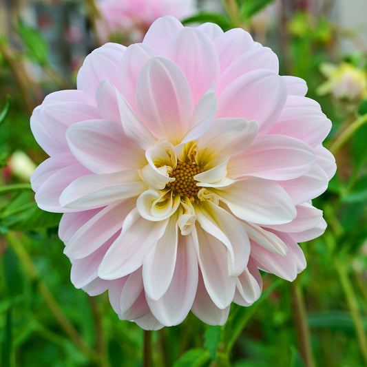 Dahlia Bracken Ballerina